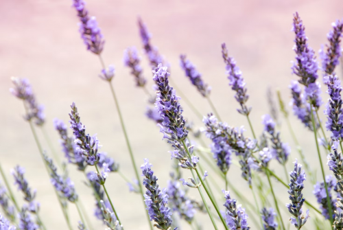 Terpenes In Cannabis: Everything You Need To Know About Linalool