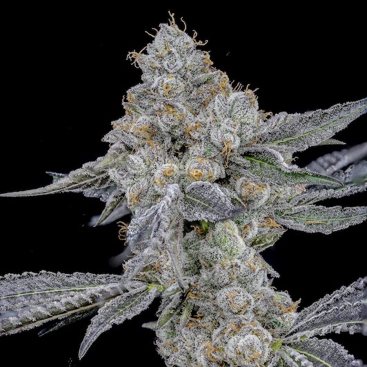 Ember Valley Releases New Line-Up Of Innovative Strains In California