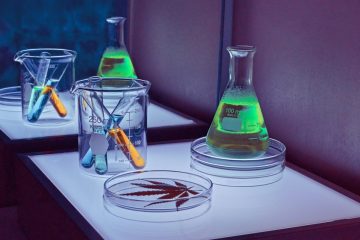 What Are Cannabis Terpenes & Cannabinoids? What Do They Do?