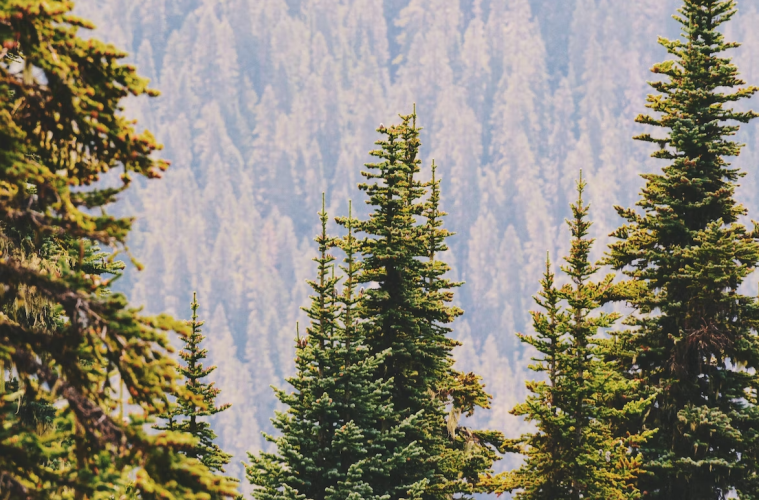 Terpenes In Cannabis: Everything You Need To Know About Pinene