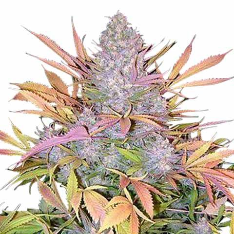 strawberry cough strain