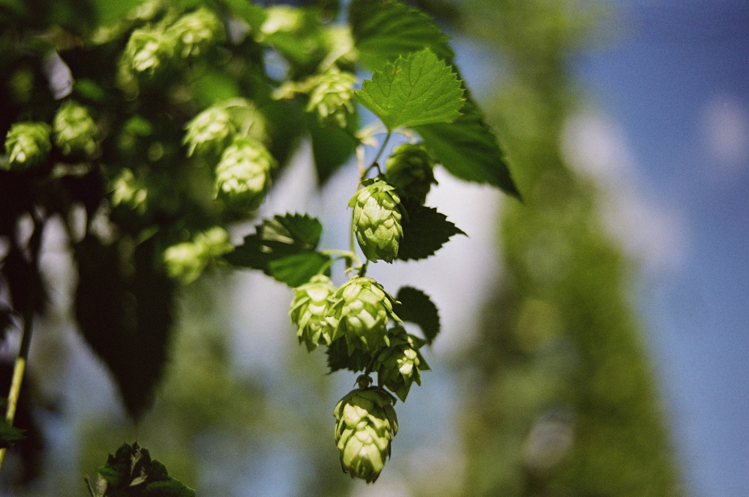 Terpenes in Cannabis: Everything You Need to Know About Myrcene