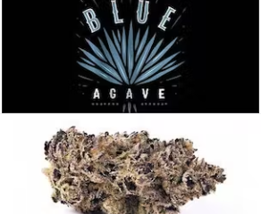 Cookies Blue Agave Strain Is Like A Potent And Upbeat Druken Gelato