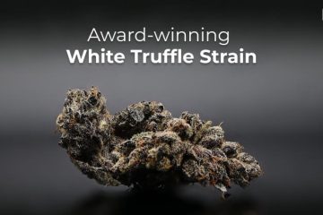 White Truffle Strain Is An Earthy, Nutty, And Hard-Hitting Cultivar