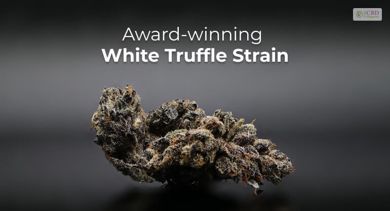 White Truffle Strain Is An Earthy, Nutty, And Hard-Hitting Cultivar