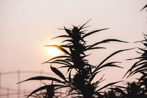 cannabis legalization ballot
