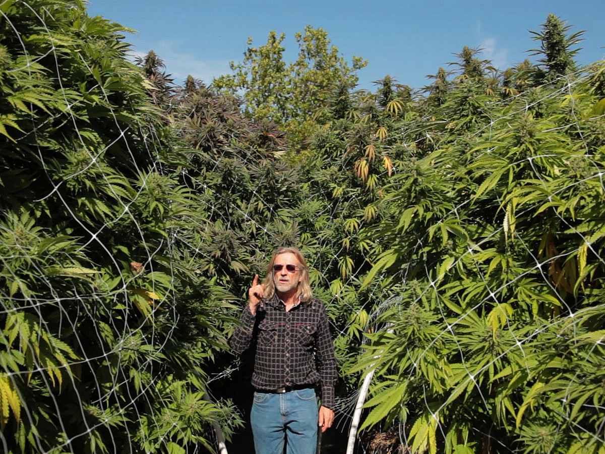 Jorge Cervantes in a field of cannabis