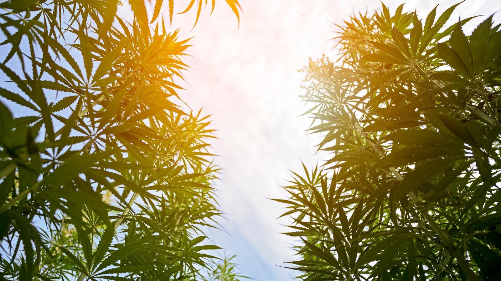 SunGrown vs Indoor vs Light Dep Weed Compared