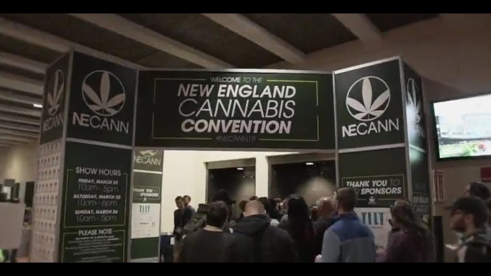 new england cannabis convention