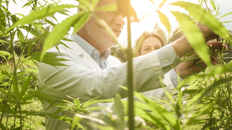 cannabis flower growing