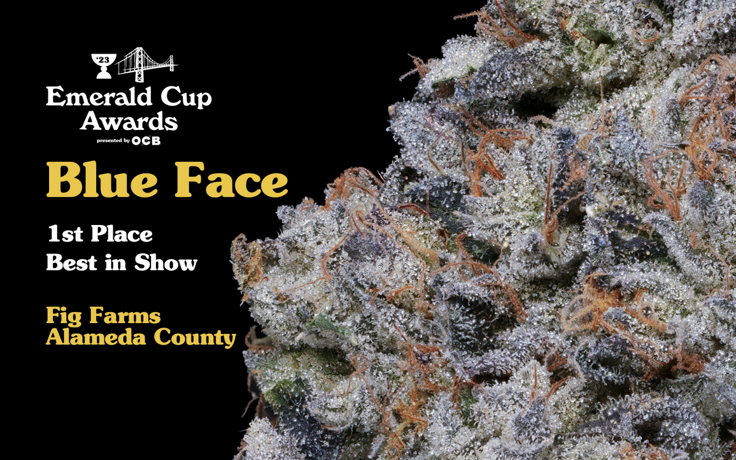 Emerald Cup Announces 2023 Winners at Awards Show in Bay Area Photo: Emerald Cup Website