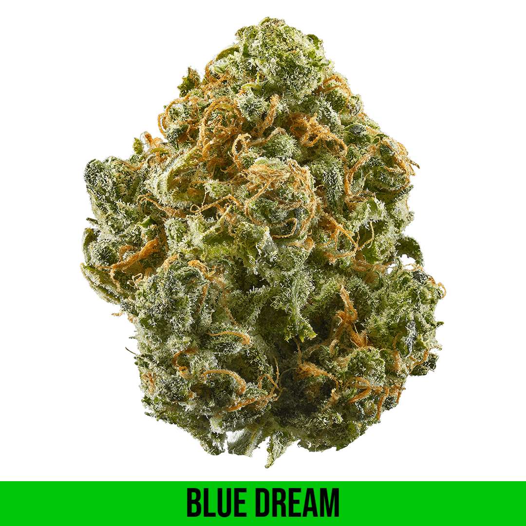 Blue Dream strain