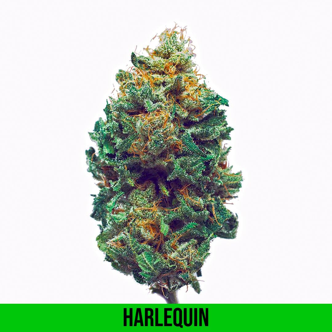 Harlequin strain