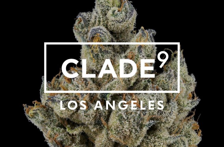 Clade 9
