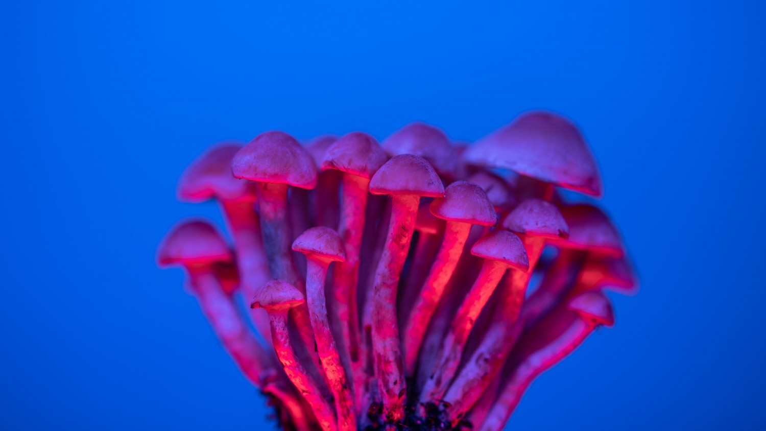 The Do's and Don'ts of Your First Mushroom Trip