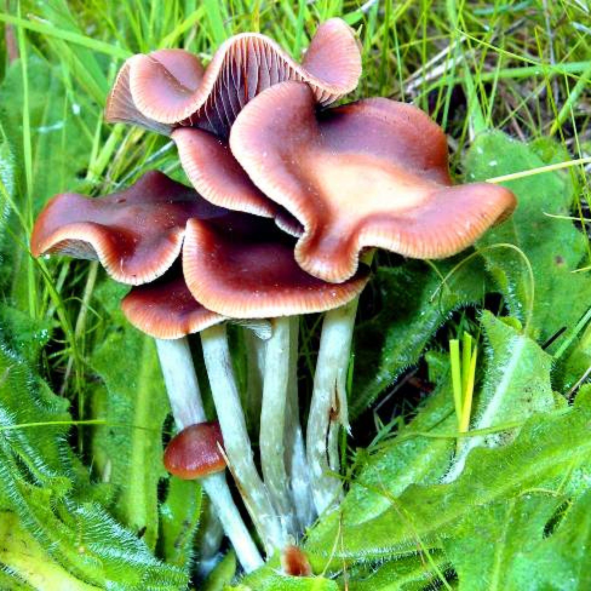 Wavy Caps The Ultimate Guide to Psilocybe Cyanescens