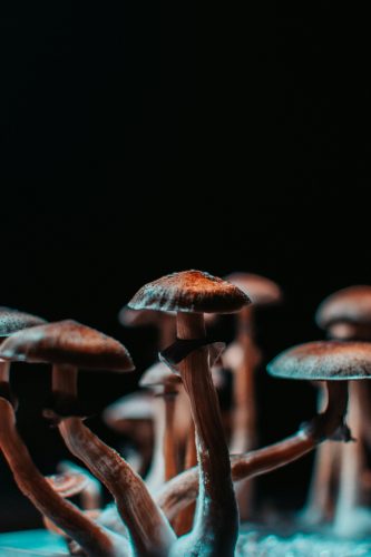 marco-allegretti-fg9iuWCJsko-unsplash-psilocybin