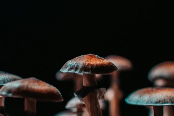 marco-allegretti-fg9iuWCJsko-unsplash-psilocybin