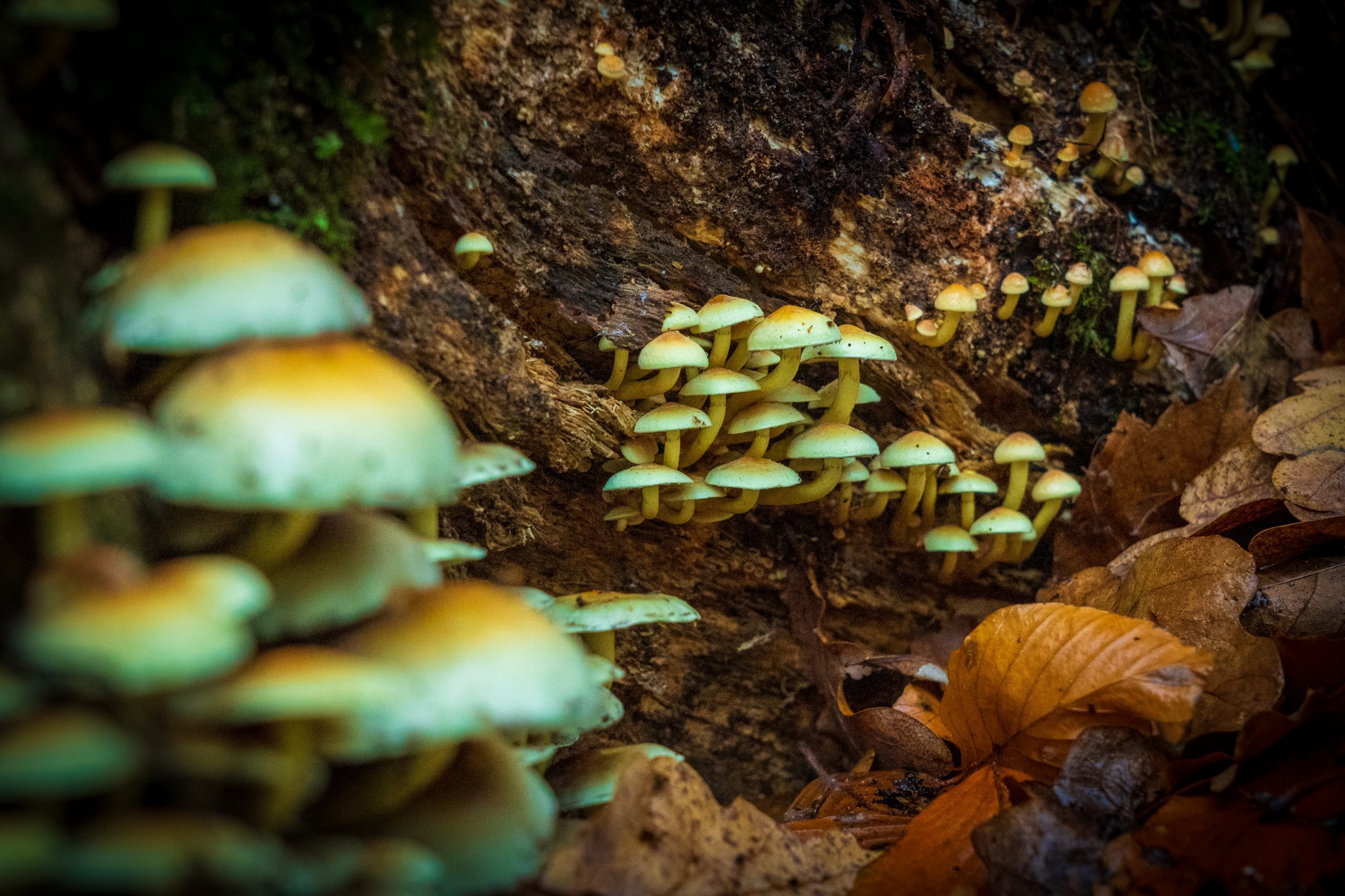 nick-fewings-0xpPejP9LlE-unsplash-shrooms