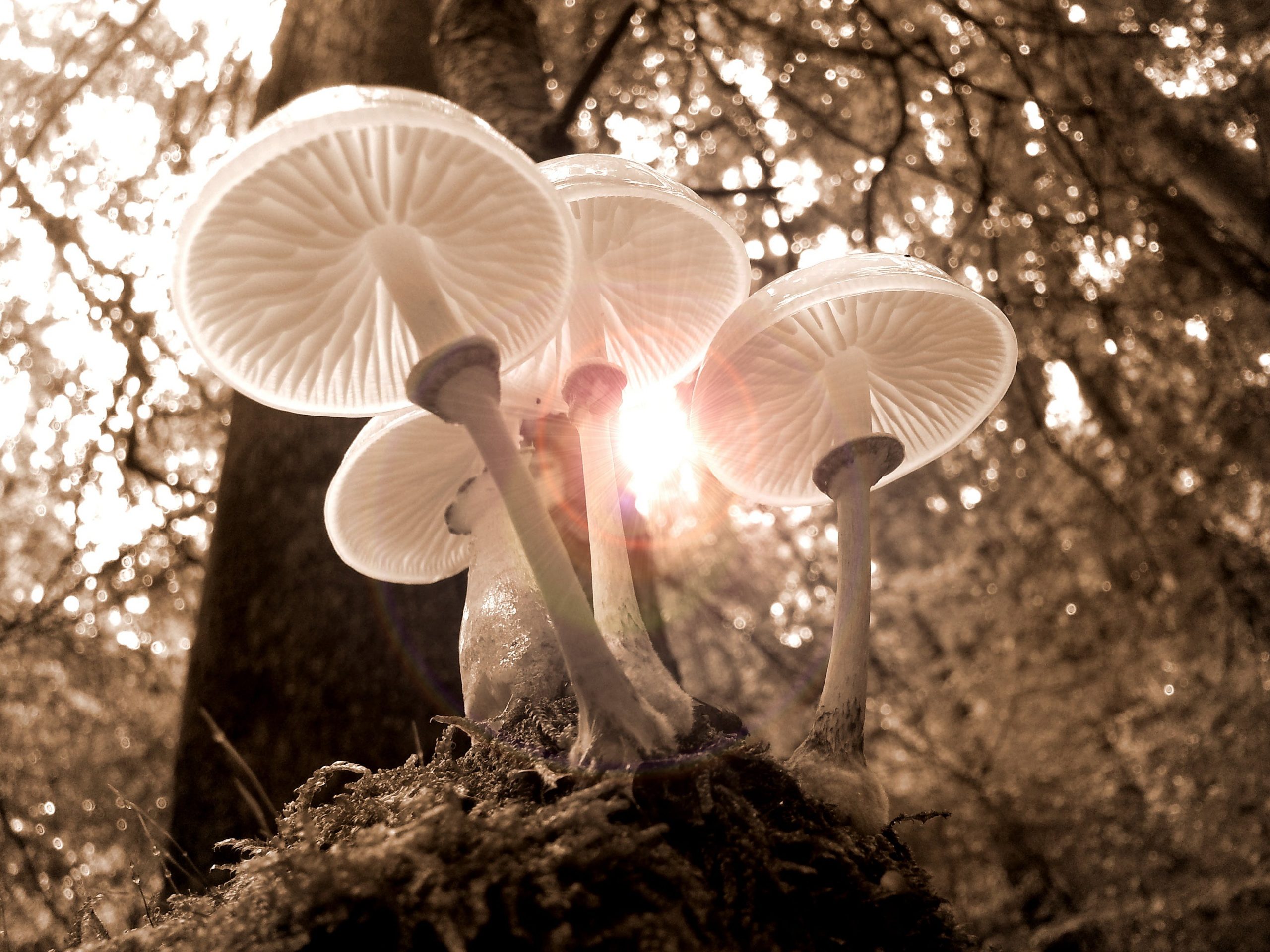 pexels-pixabay-361186-psilocybin-mushroom-strains