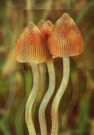 en.wikipedia.org-wiki-Psilocybe-semilanceata (1)