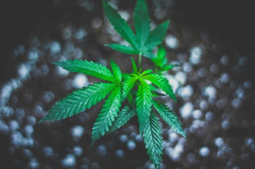 cannabis election results
