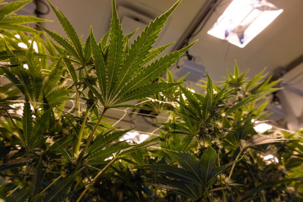 Alibi Cannabis