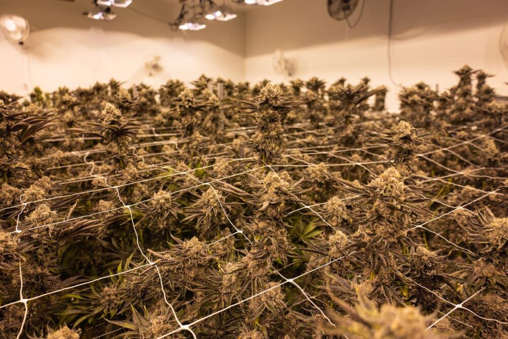 Alibi Cannabis